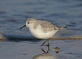 Sanderling