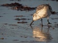 Sanderling digging for food