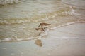 .Sanderling feed along the beach line in Florida