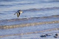 Sanderling In Flight Over Surf Background Royalty Free Stock Photo