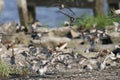 Sanderling Flock Coming in for a Landing
