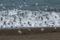 Sanderling, flock in flight,