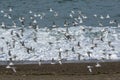 Sanderling, flock in flight,