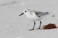 Sanderling foraging on a beach in fall - Florida