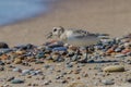 Sanderling foraging on a gravely beach