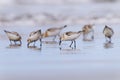 Sanderling Group of birds on the sea shore with reflection Royalty Free Stock Photo