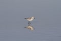 Sanderling and reflection