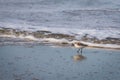 Sanderling on the North Sea beach Royalty Free Stock Photo