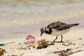 Sanderling and Prey