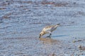 Sanderling probing the water with its beak in search of food at the edge of a sand beach