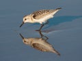 Sanderling reflections