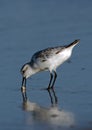 Sanderling with Sand Crab