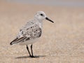 Sanderling sandpiper (Calidris alba