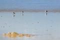 Sanderling sandpipers on the beach in the evening