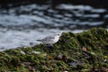 A Sanderling on a Seagrass Covered Rock