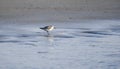 Sanderling shore bird on beach, Hilton Head Island Royalty Free Stock Photo