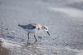 Sanderling on shoreline Royalty Free Stock Photo