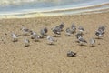 Sanderling small shorebirds grey white California beach