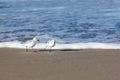 Sanderling stand on a beach Royalty Free Stock Photo