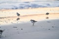 Sanderling Standing on the Beach at Sunrise Royalty Free Stock Photo