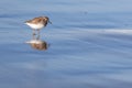 Sanderling stands on a beach Royalty Free Stock Photo