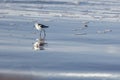 A Sanderling stands on a beach Royalty Free Stock Photo