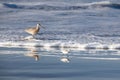 A Sanderling stands on a beach Royalty Free Stock Photo