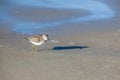 A Sanderling stands on a beach Royalty Free Stock Photo
