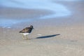 A Sanderling stands on a beach Royalty Free Stock Photo