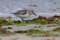 Sanderling with a thin beak stands on a sandy beach, head tilted down, surrounded by driftwood Royalty Free Stock Photo
