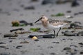 Sanderling with a thin beak stands on a sandy beach, head tilted down, surrounded by driftwood Royalty Free Stock Photo
