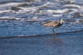 Sanderling water bird foraging for food on the beach near the ocean water