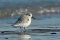 Sanderling in winter plumage on the beach Royalty Free Stock Photo