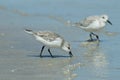 Sanderling