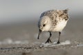 Sanderling & x28;Calidris alba& x29; Royalty Free Stock Photo