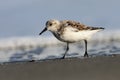 Sanderling & x28;Calidris alba& x29; Royalty Free Stock Photo