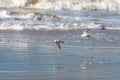 Sanderlings on the shore Royalty Free Stock Photo