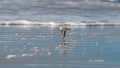 Sanderlings on the shore Royalty Free Stock Photo