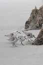 Sanderlings Four Royalty Free Stock Photo