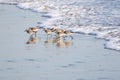 Sanderlings Sandpipers Pacific Ocean Tropical Royalty Free Stock Photo