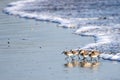 Sanderlings Sandpipers Pacific Ocean Tropical Royalty Free Stock Photo