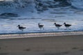 Sanderlings searching for breakfast. Royalty Free Stock Photo