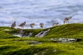 Sanderlings at shore