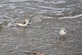 Two Sanderlings on the northsea beach