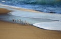 Sanderlings (Calidris alba) feeding along the shore at West Street Beach in South Laguna Beach, California.