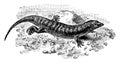 Sandfish Skink, vintage illustration