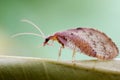 Sandfly or lacewings Royalty Free Stock Photo