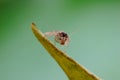 Sandfly or lacewings