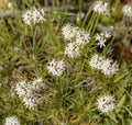 Sandford Rocks Boryaceae Sphaeracephala Royalty Free Stock Photo