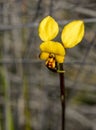 Sandford Rocks Donkey Orchid Royalty Free Stock Photo